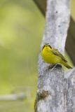 Kentucky Warbler, Geothlypis formosa