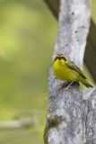Kentucky Warbler, Geothlypis formosa