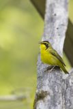 Kentucky Warbler, Geothlypis formosa