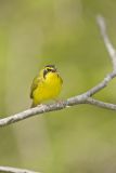 Kentucky Warbler, Geothlypis formosa