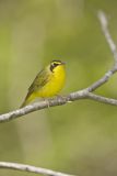 Kentucky Warbler, Geothlypis formosa