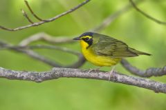 Kentucky Warbler, Geothlypis formosa