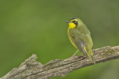 Kentucky Warbler, Geothlypis formosa