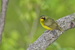 Kentucky Warbler, Geothlypis formosa