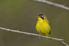 Kentucky Warbler, Geothlypis formosa