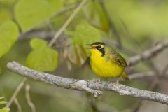Kentucky Warbler, Geothlypis formosa