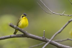 Kentucky Warbler, Geothlypis formosa