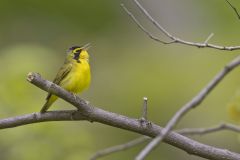 Kentucky Warbler, Geothlypis formosa