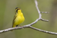 Kentucky Warbler, Geothlypis formosa