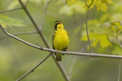 Kentucky Warbler, Geothlypis formosa