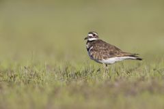 Killdeer, Charadrius vociferus