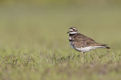 Killdeer, Charadrius vociferus