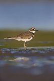 Killdeer, Charadrius vociferus