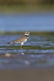 Killdeer, Charadrius vociferus