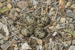 Killdeer, Charadrius vociferus