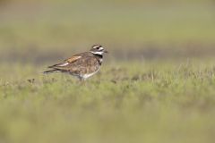 Killdeer, Charadrius vociferus