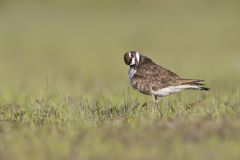 Killdeer, Charadrius vociferus