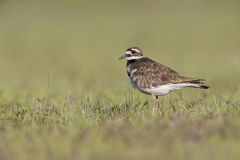 Killdeer, Charadrius vociferus