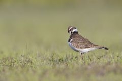 Killdeer, Charadrius vociferus
