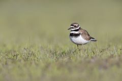Killdeer, Charadrius vociferus