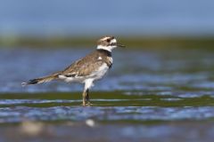 Killdeer, Charadrius vociferus