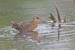 King Rail, Rallus elegans