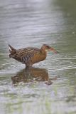 King Rail, Rallus elegans