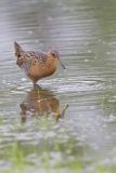 King Rail, Rallus elegans