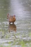 King Rail, Rallus elegans