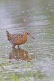 King Rail, Rallus elegans