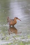 King Rail, Rallus elegans