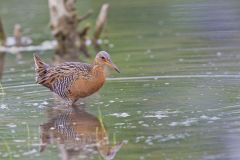 King Rail, Rallus elegans