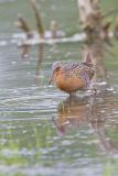 King Rail, Rallus elegans