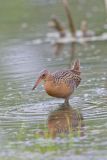 King Rail, Rallus elegans