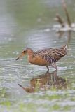 King Rail, Rallus elegans