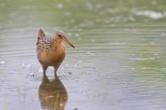 King Rail, Rallus elegans