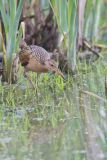 King Rail, Rallus elegans