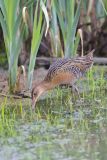 King Rail, Rallus elegans