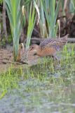 King Rail, Rallus elegans