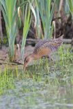 King Rail, Rallus elegans