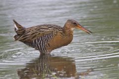 King Rail, Rallus elegans
