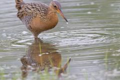 King Rail, Rallus elegans
