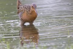 King Rail, Rallus elegans