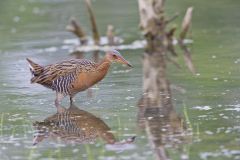 King Rail, Rallus elegans