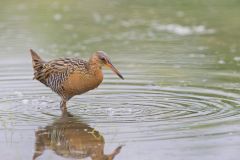 King Rail, Rallus elegans