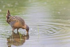 King Rail, Rallus elegans