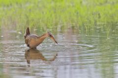King Rail, Rallus elegans