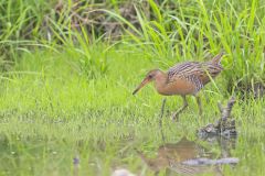 King Rail, Rallus elegans