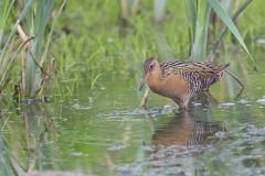 King Rail, Rallus elegans