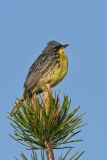 Kirtland's Warbler, Setophaga kirtlandii